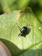 Euops splendidus