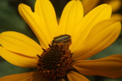 Astylus vittaticollis