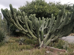 Myrtillocactus