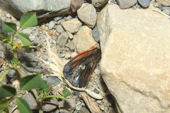 Metardaris cosinga