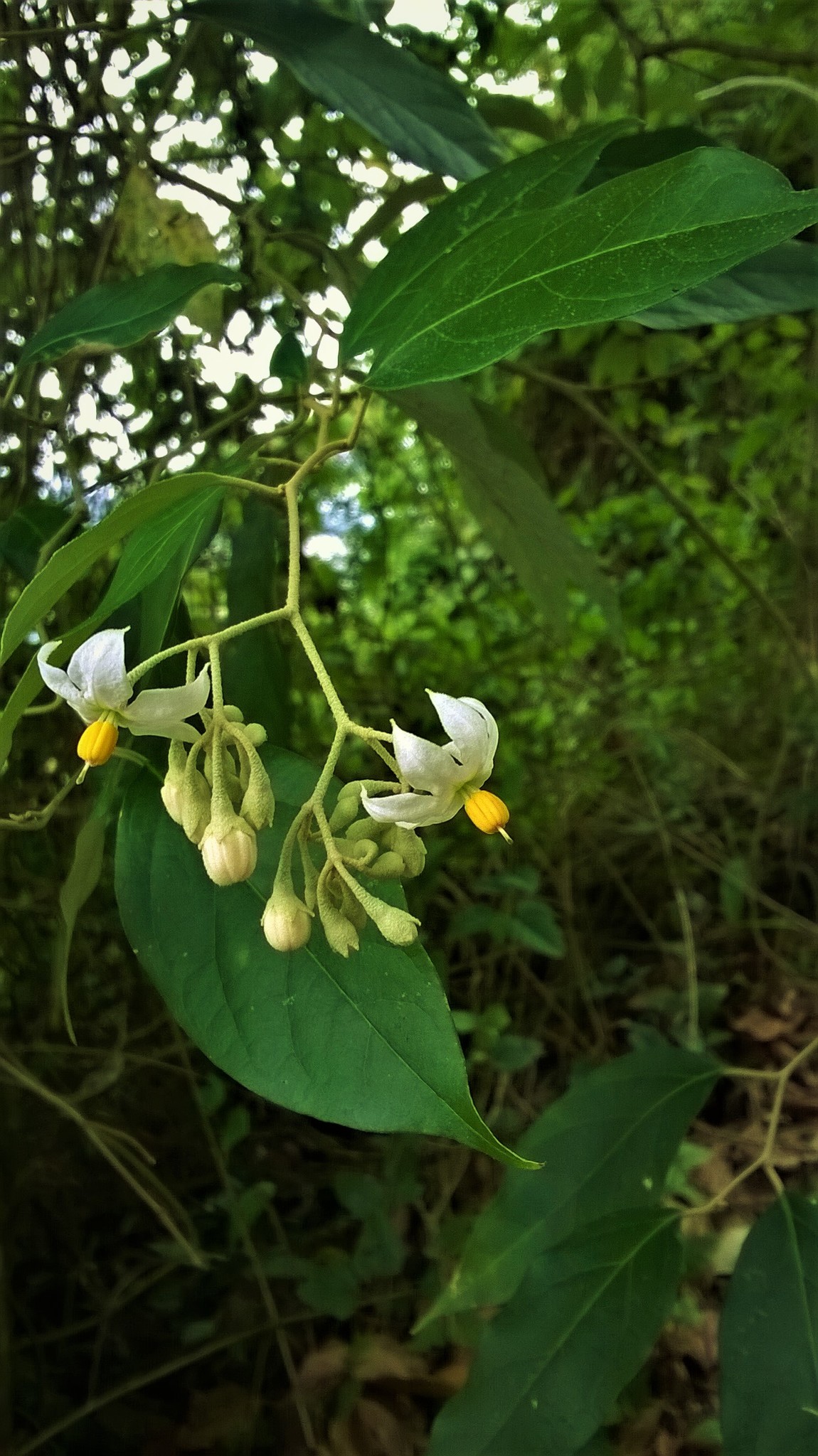 Solanum sanctae-catharinae