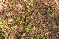Thamnophis sirtalis sirtalis