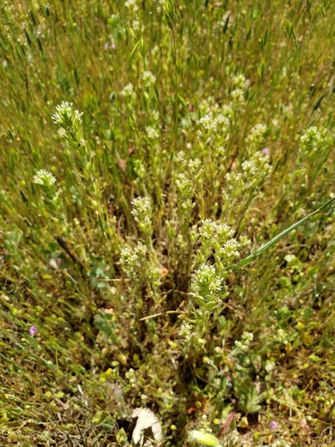 iNaturalist observation photo of valley tassels