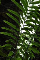 Serpocaulon triseriale