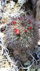 Mammillaria rekoi
