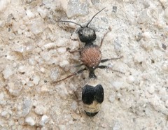 Stenomutilla argentata