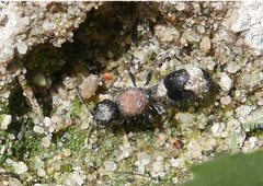 Stenomutilla argentata