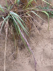 Eragrostis interrupta
