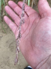 Eragrostis interrupta