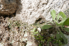 Stenomutilla argentata