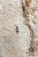 Stenomutilla argentata