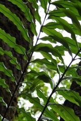 Serpocaulon triseriale