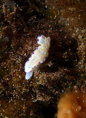 Goniobranchus albopustulosus