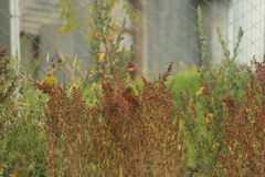 Sicalis olivascens