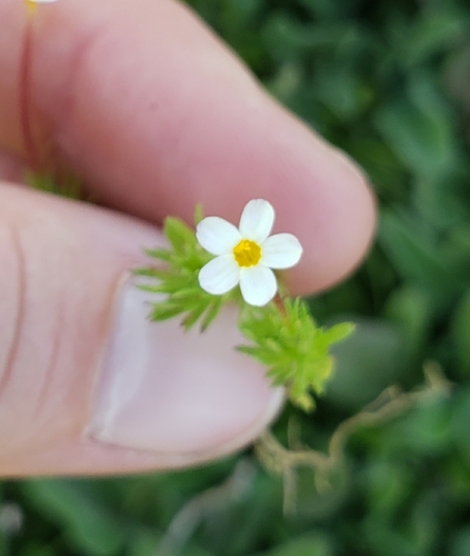 iNaturalist observation photo of Bicolor Babystars