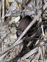 Chlaenius tomentosus