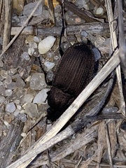 Chlaenius tomentosus