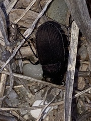 Chlaenius tomentosus