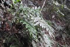 Phanerophlebia