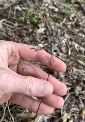 Poa cuspidata