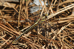 Phanogomphus oklahomensis