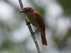 Pachyramphus cinnamomeus