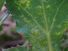 Protomyces