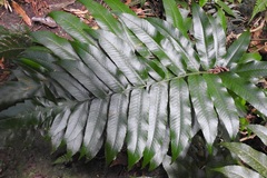 Phanerophlebia