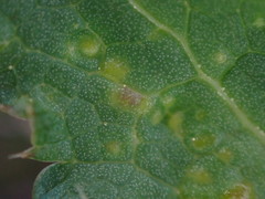 Protomyces