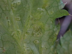 Protomyces