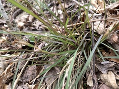 Poa cuspidata