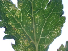 Protomyces