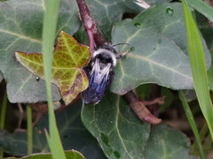 Andrena danuvia