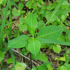 Asclepias variegata