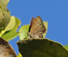Hypochrysops epicurus