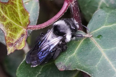 Andrena danuvia