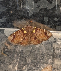 Antiblemma albipunctata