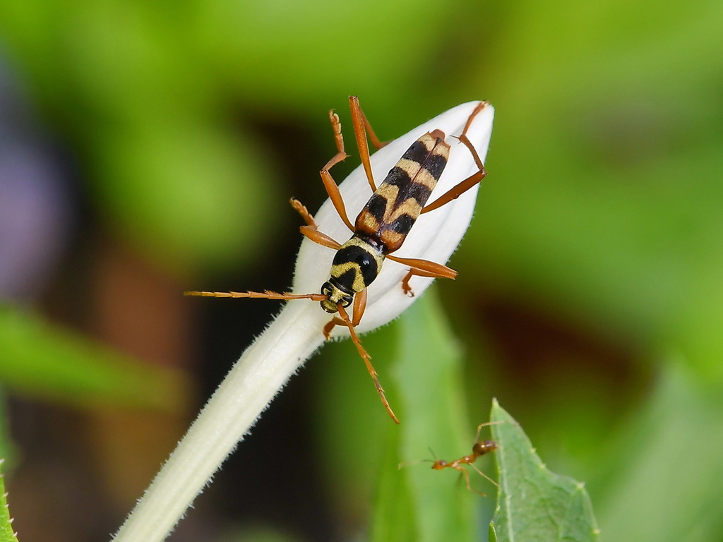 Demonax protogenes