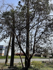 Arbutus menziesii