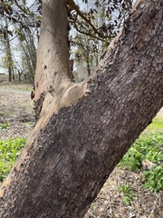 Arbutus menziesii