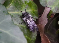 Andrena danuvia