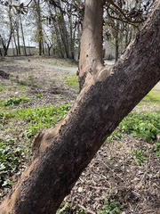 Arbutus menziesii