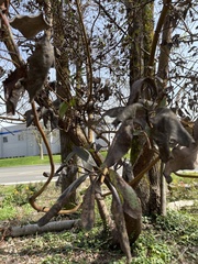 Arbutus menziesii