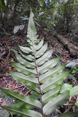 Phanerophlebia