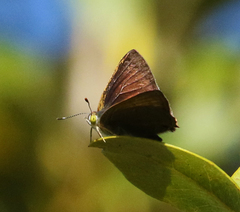 Hypochrysops epicurus