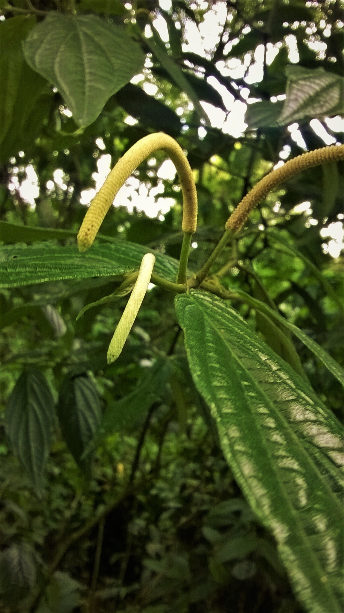Piper ovatum