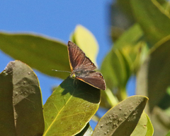 Hypochrysops epicurus