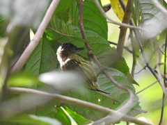 Picumnus olivaceus