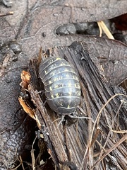 Armadillidium vulgare