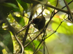 Picumnus olivaceus